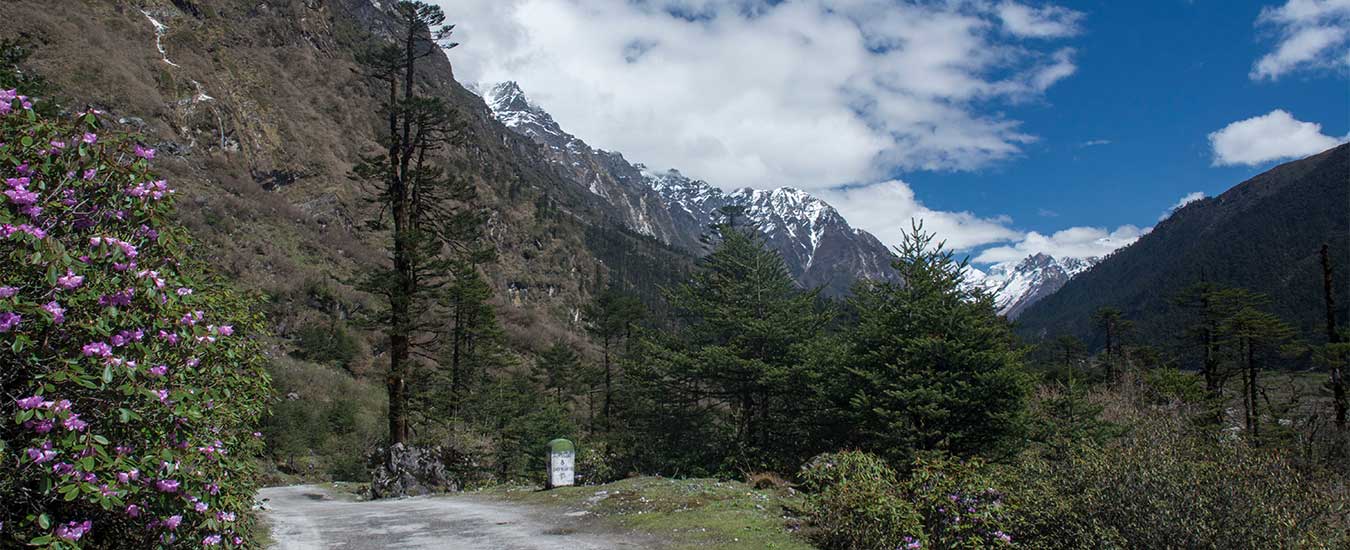 Shingba Rhododendron Sanctuary